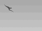 Silver Qantas Status